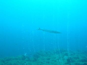 Barracuda among bubbles. El Hierro, Canary Islands, Spain... by Ramón Núñez Orjales 